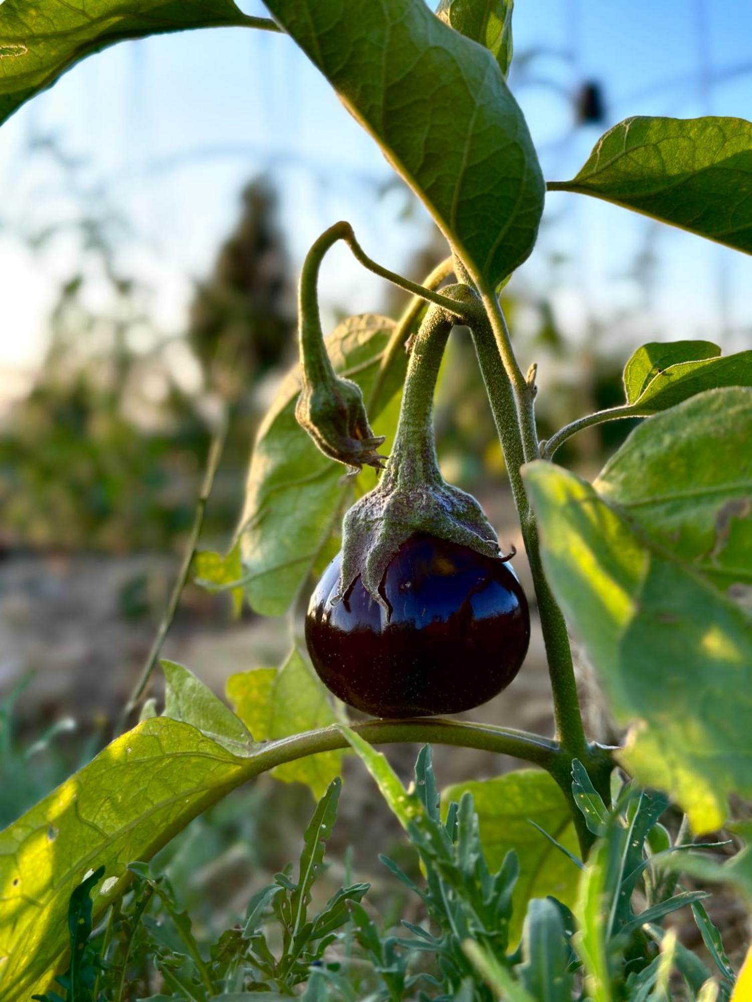 Tenuta Di Paternostro Vetralla Zewnętrze zdjęcie